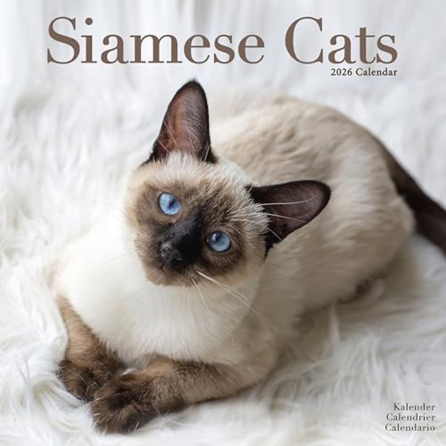 Cats - Siamese Calendar 2026  Square Cat Wall Calendar - 16 Month