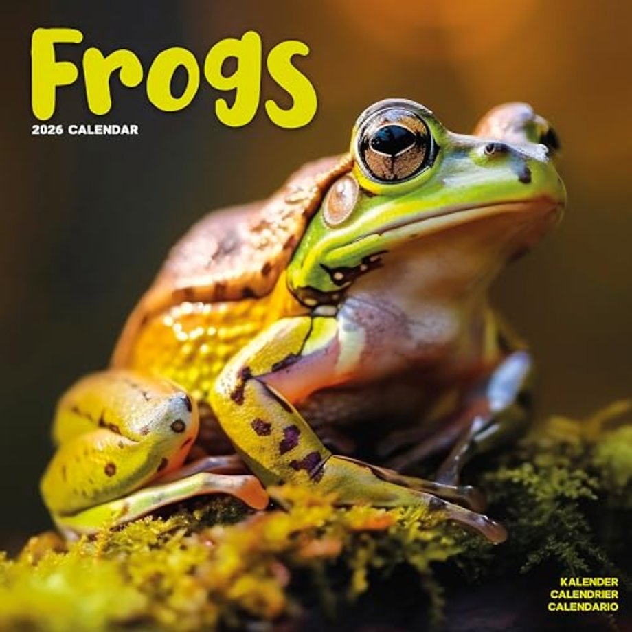 Frogs Calendar 2026  Square Animal Wall Calendar - 16 Month