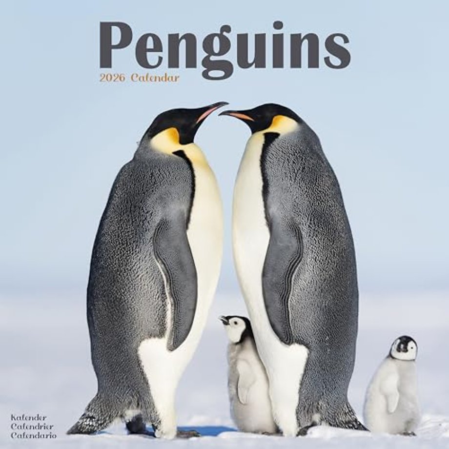 Penguins Calendar 2026  Square Animal Wall Calendar - 16 Month