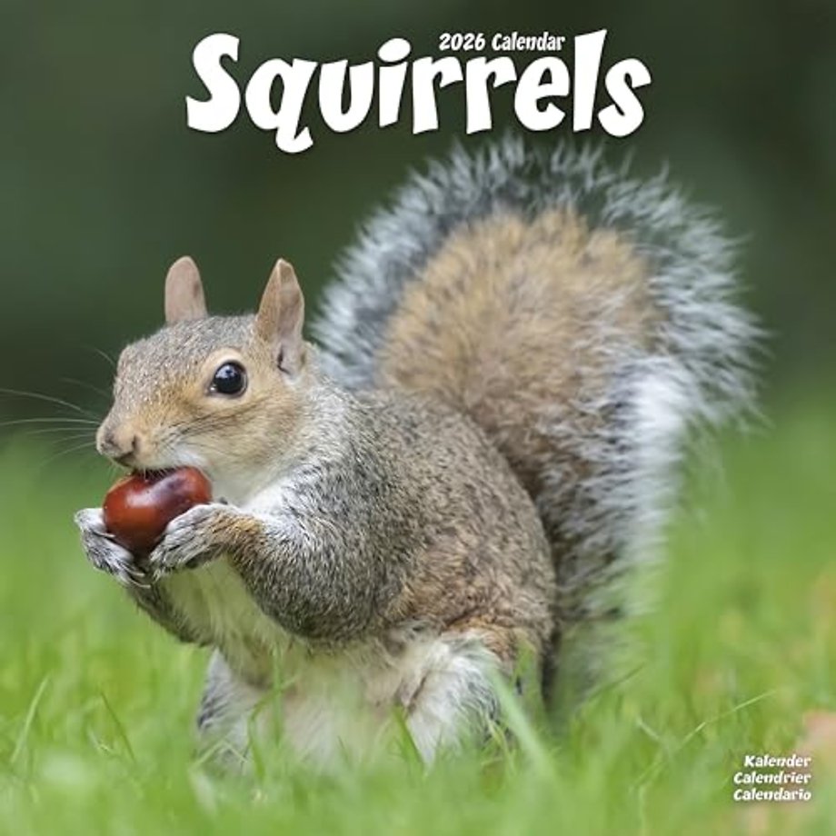 Squirrels Calendar 2026  Square Animal Wall Calendar - 16 Month