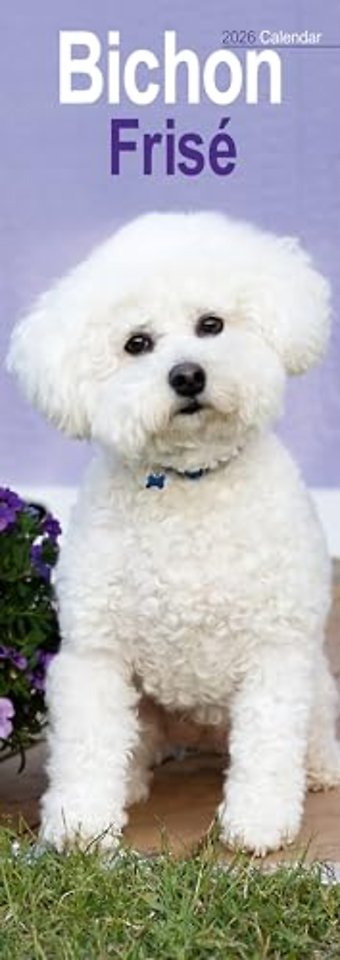 Bichon Frise Slim Calendar 2026 Dog Breed Slimline Calendar - 12 Month