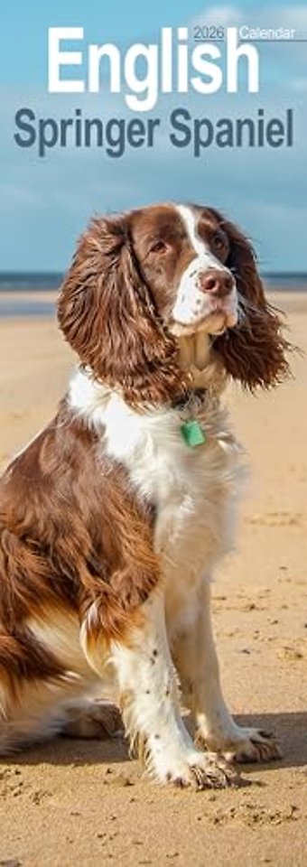 English Springer Spaniel Slim Calendar 2026 Dog Breed Slimline Calendar - 12 Month