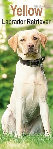 Yellow Labrador Retriever Slim Calendar 2026 Dog Breed Slimline Calendar - 12 Month