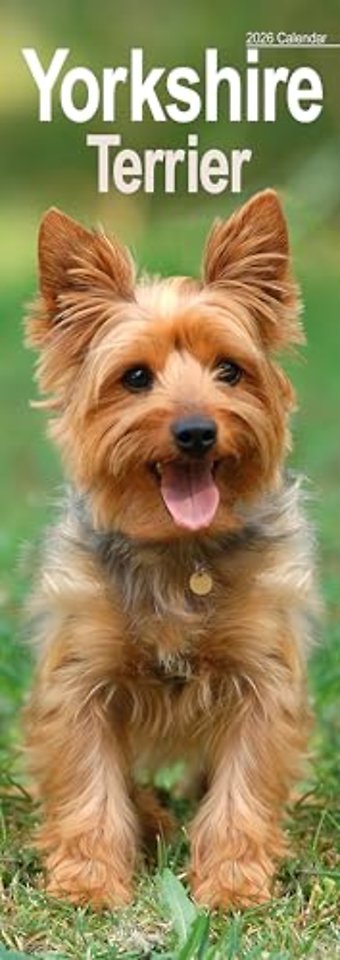 Yorkshire Terrier Slim Calendar 2026  Dog Breed Slimline Calendar - 12 Month