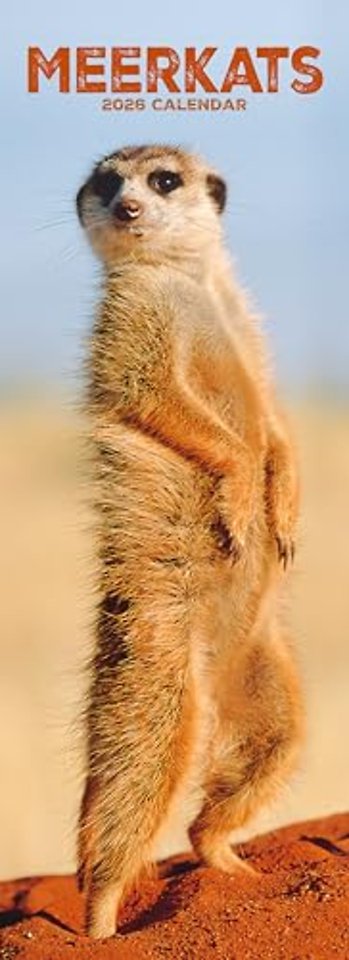 Meerkats  Slim Calendar 2026 Cute Slimline Calendar - 12 Month