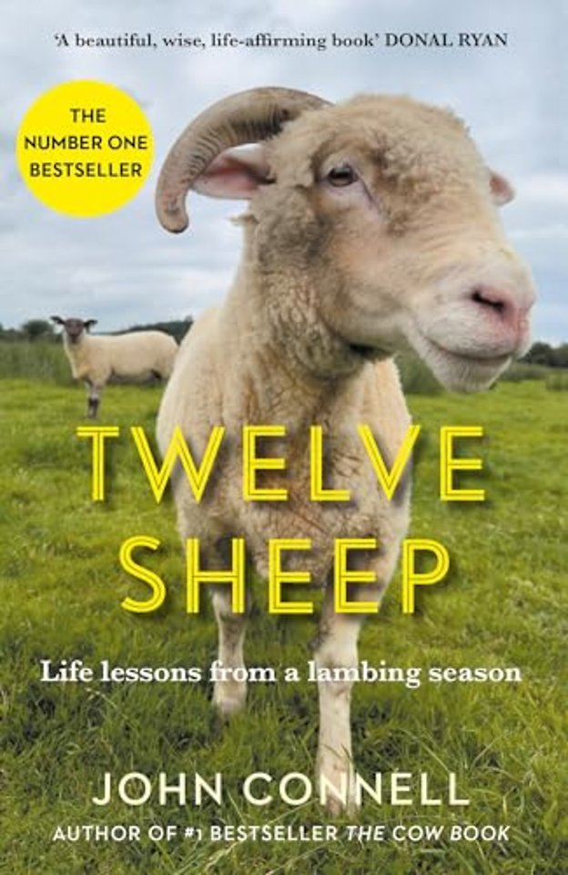 Twelve Sheep