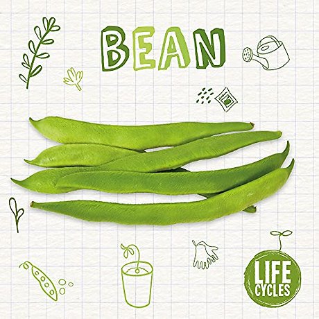 Bean