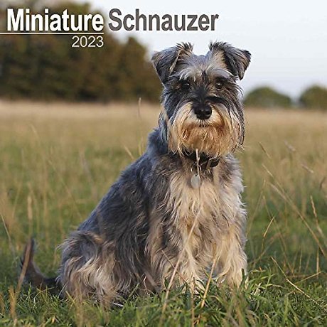 Miniature Schnauzer Square Wall Calendar 2023