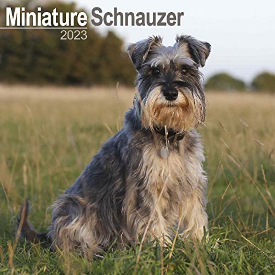 Miniature Schnauzer Square Wall Calendar 2023