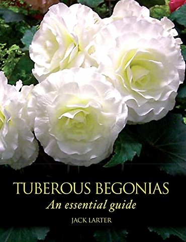 Tuberous Begonias – An Essential Guide