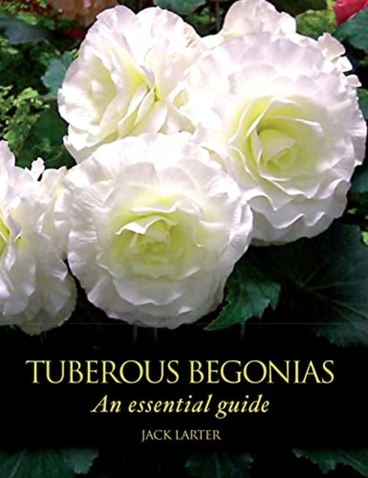 Tuberous Begonias – An Essential Guide