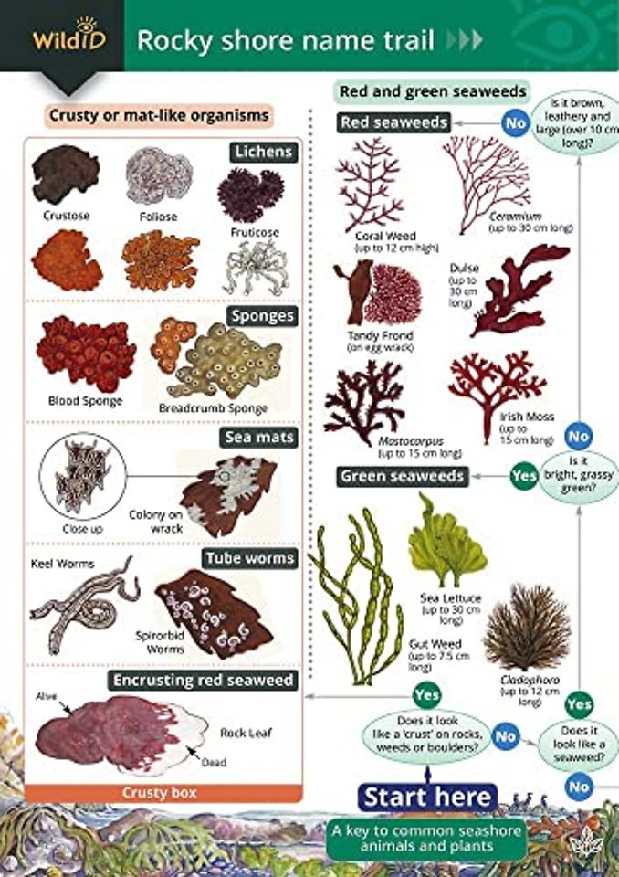 Rocky Shore Name Trail Chart
