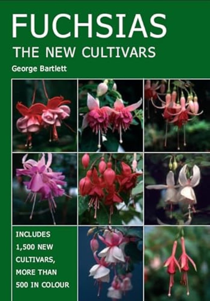 Fuchsias