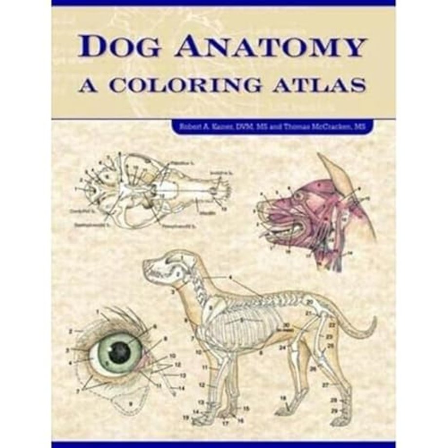 Dog Anatomy