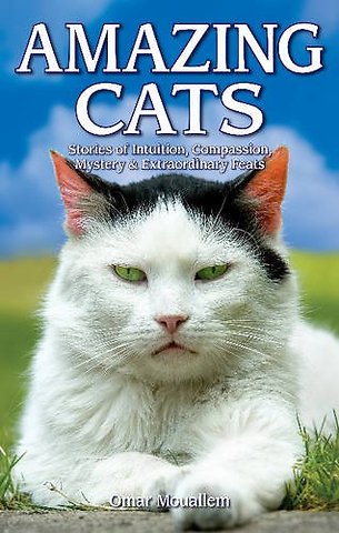 Amazing Cats