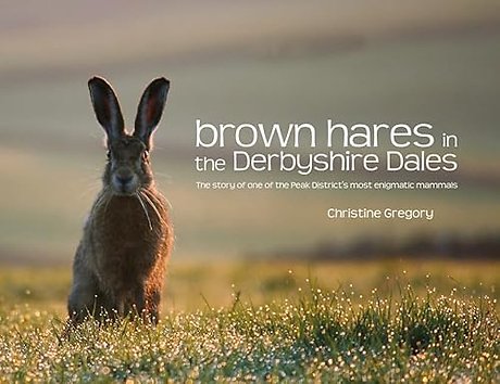 Brown Hares in the Derbyshire Dales