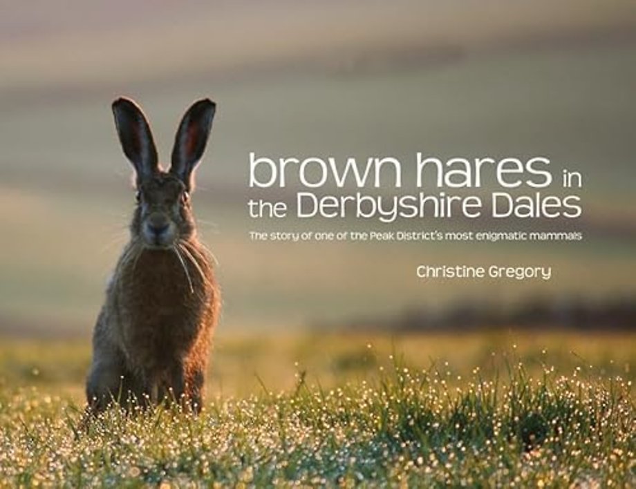 Brown Hares in the Derbyshire Dales