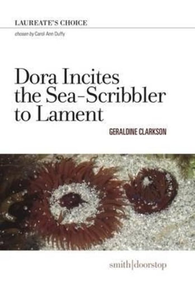 Dora Incites Sea-Scribbler Lament