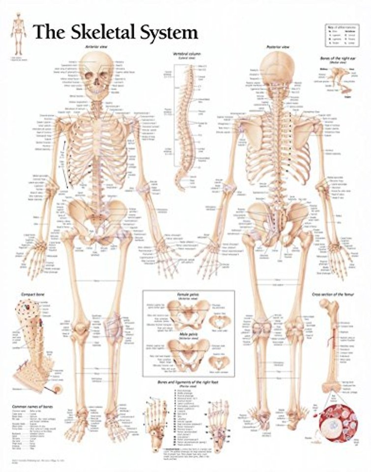 Skeletal System Laminated Poster