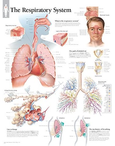 Respiratory System Laminated Poster