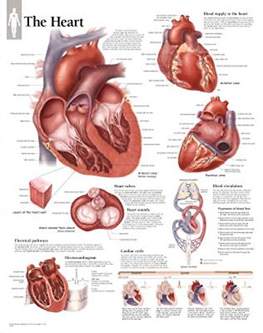 Heart Laminated Poster