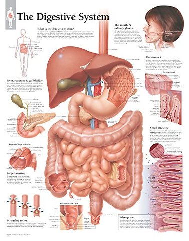 Digestive System Laminated Poster