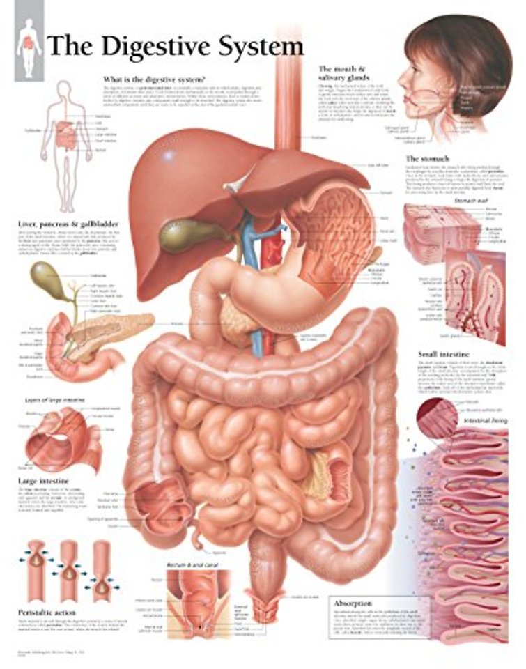 Digestive System Laminated Poster