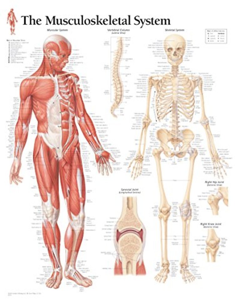 Musculoskeletal System Laminated Poster