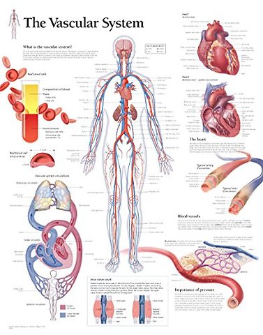 Vascular System Laminated Poster