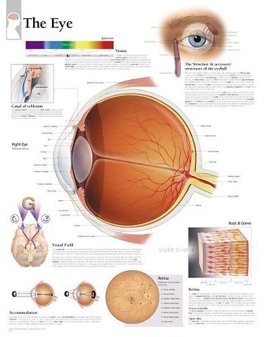 Eye Laminated Poster
