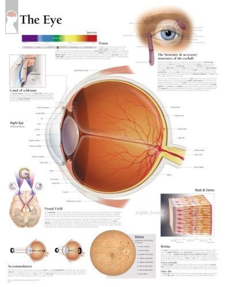 Eye Laminated Poster