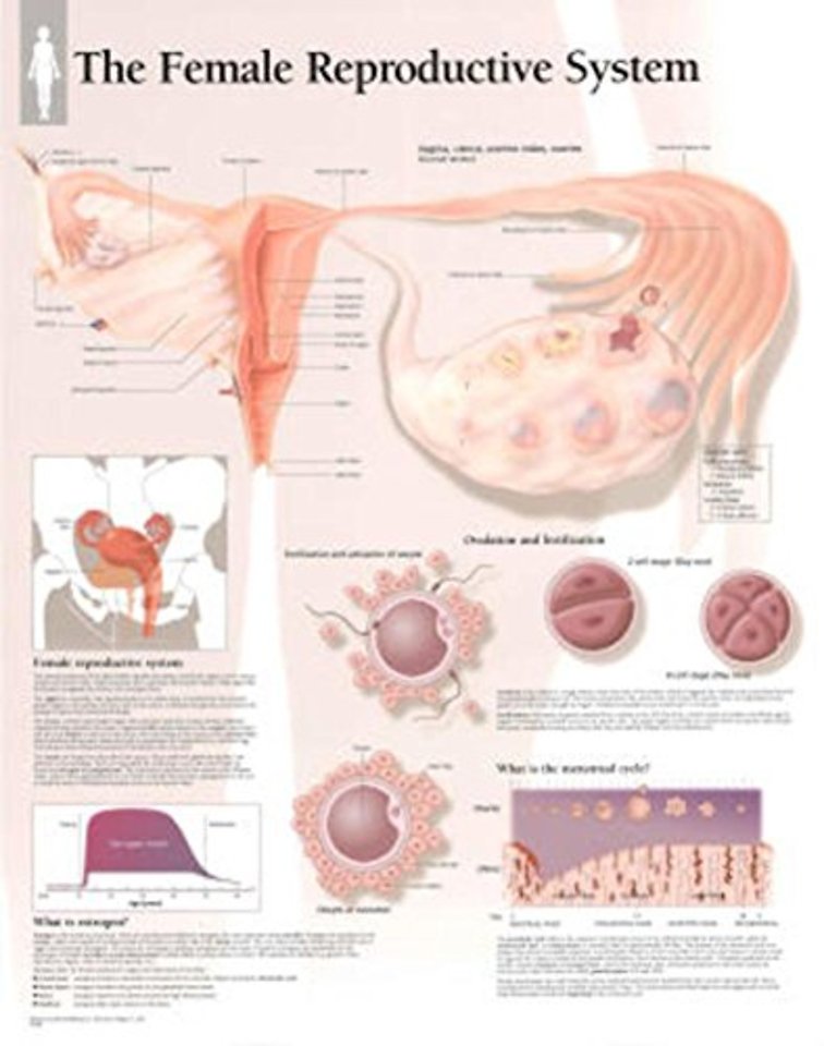 Female Reproductive System Paper Poster