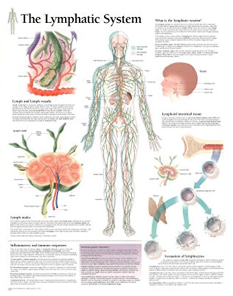 Lymphatic System Laminated Poster