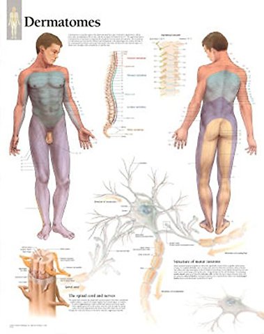 Dermatones Laminated Poster