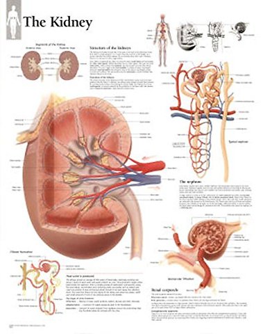 Kidney Paper Poster