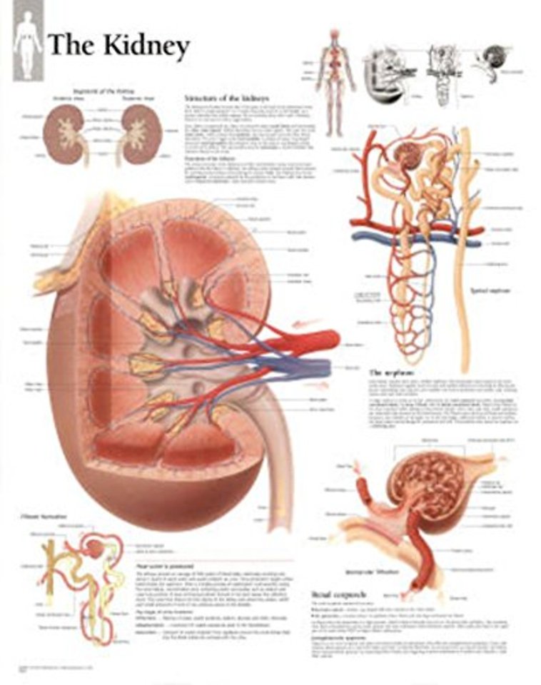 Kidney Paper Poster