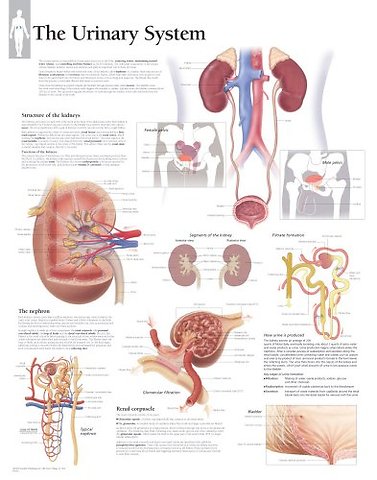 Urinary System Laminated Poster