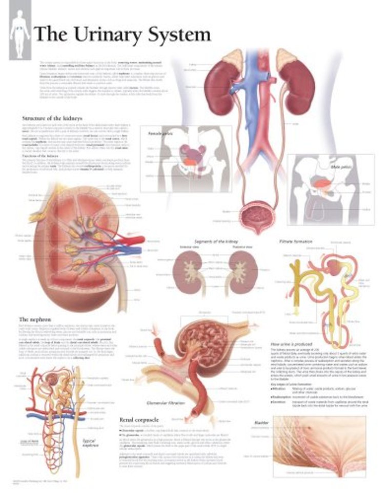 Urinary System Laminated Poster