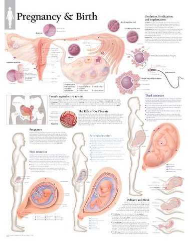 Pregnancy & Birth Paper Poster