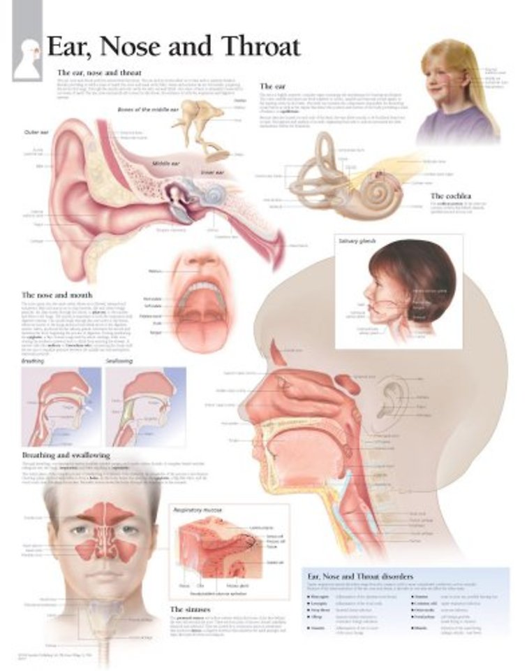 Ear, Nose & Throat Paper Poster