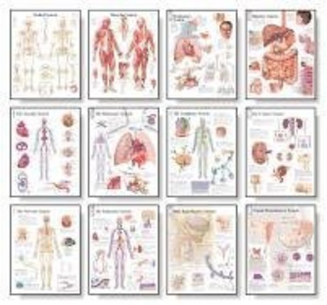 12 Body System Charts Set