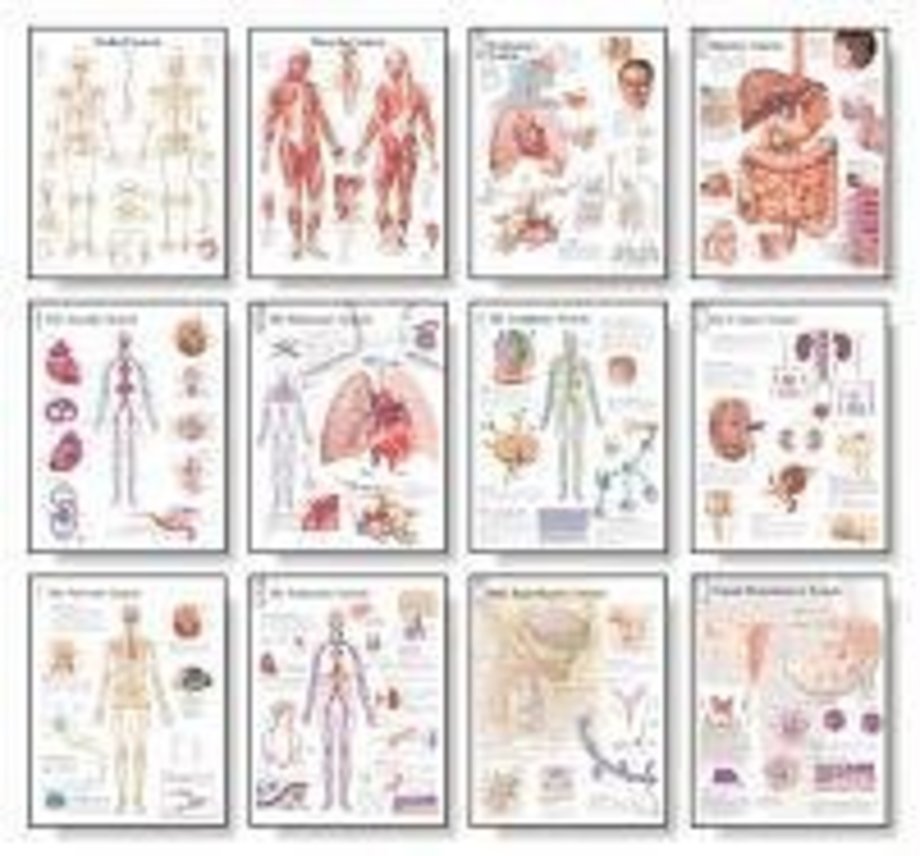 12 Body System Charts Set