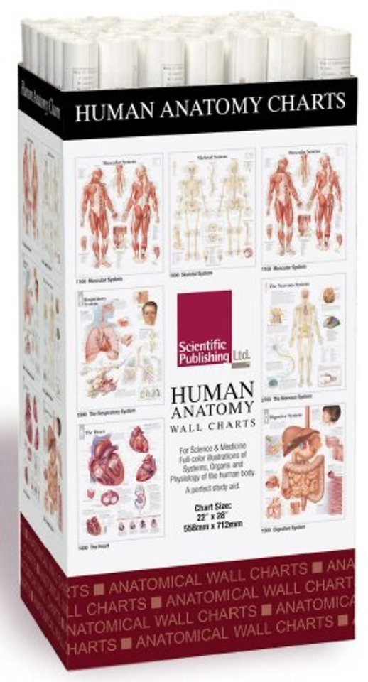Human Anatomy Charts -- 48 Chart Merchandiser