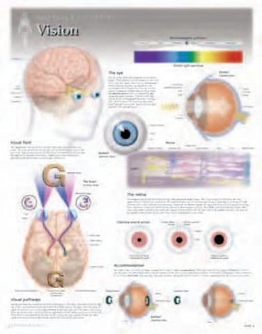 Vision Laminated Poster
