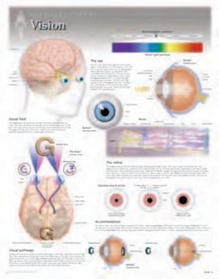 Vision Laminated Poster