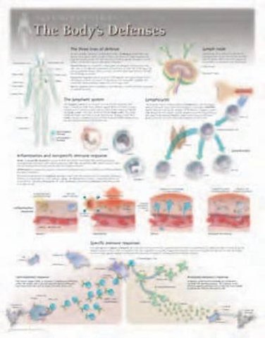 Body's Defences Laminated Poster