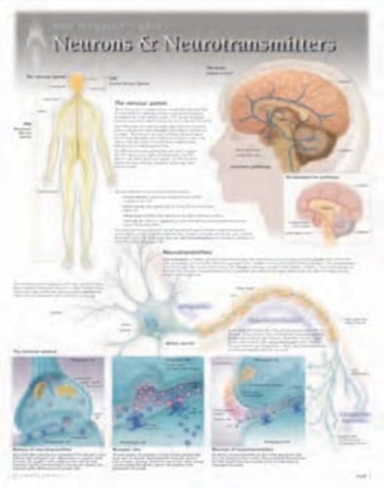 Neurons & Neurotransmitters Laminated Poster