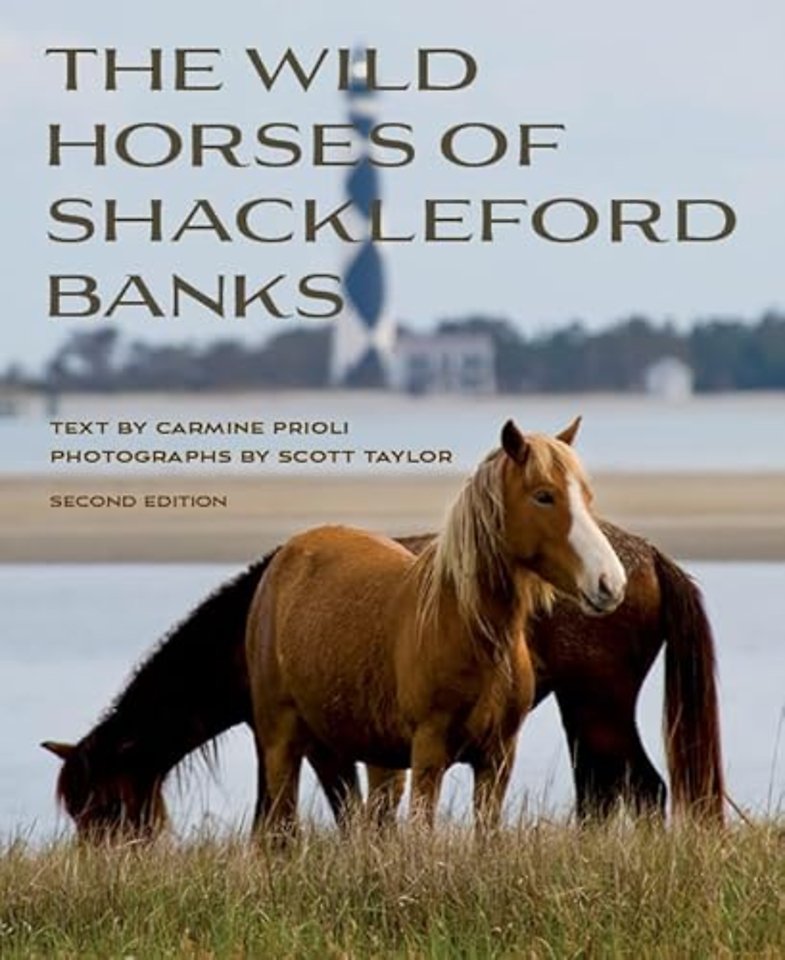 Wild Horses of Shackleford Banks