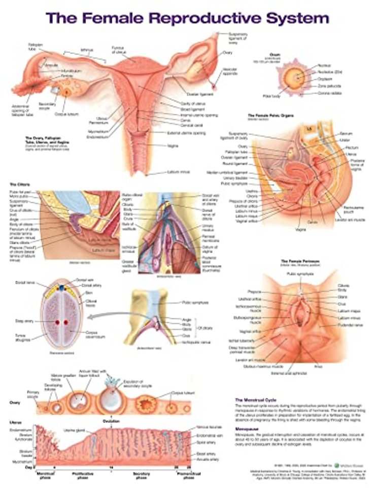 The Female Reproductive System Anatomical Chart