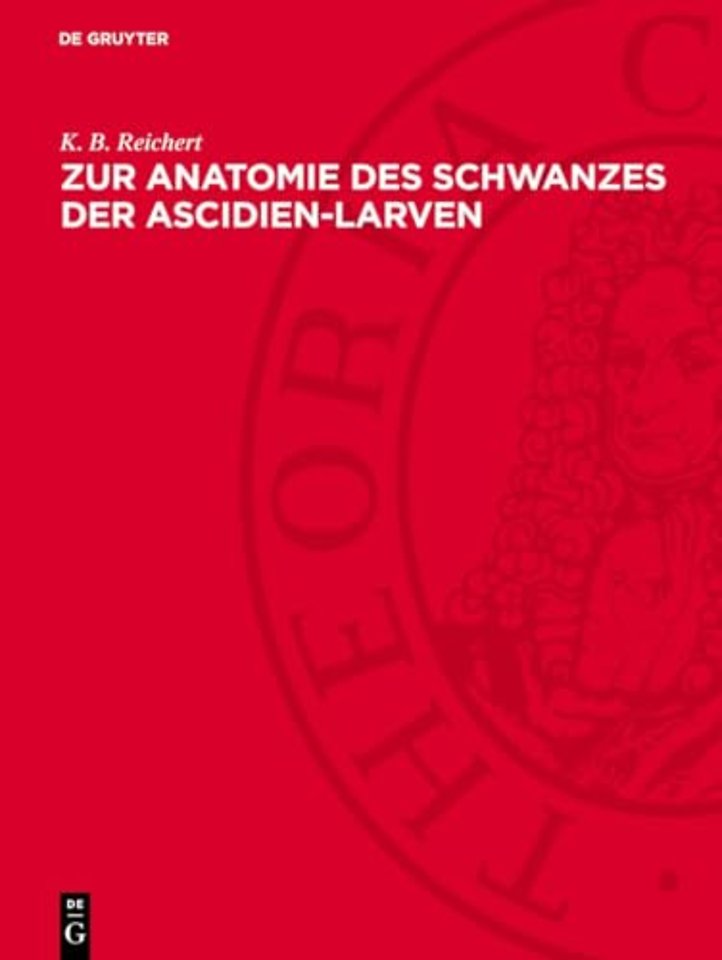Zur Anatomie des Schwanzes der Ascidien–Larven – (Botryllus violaceus)